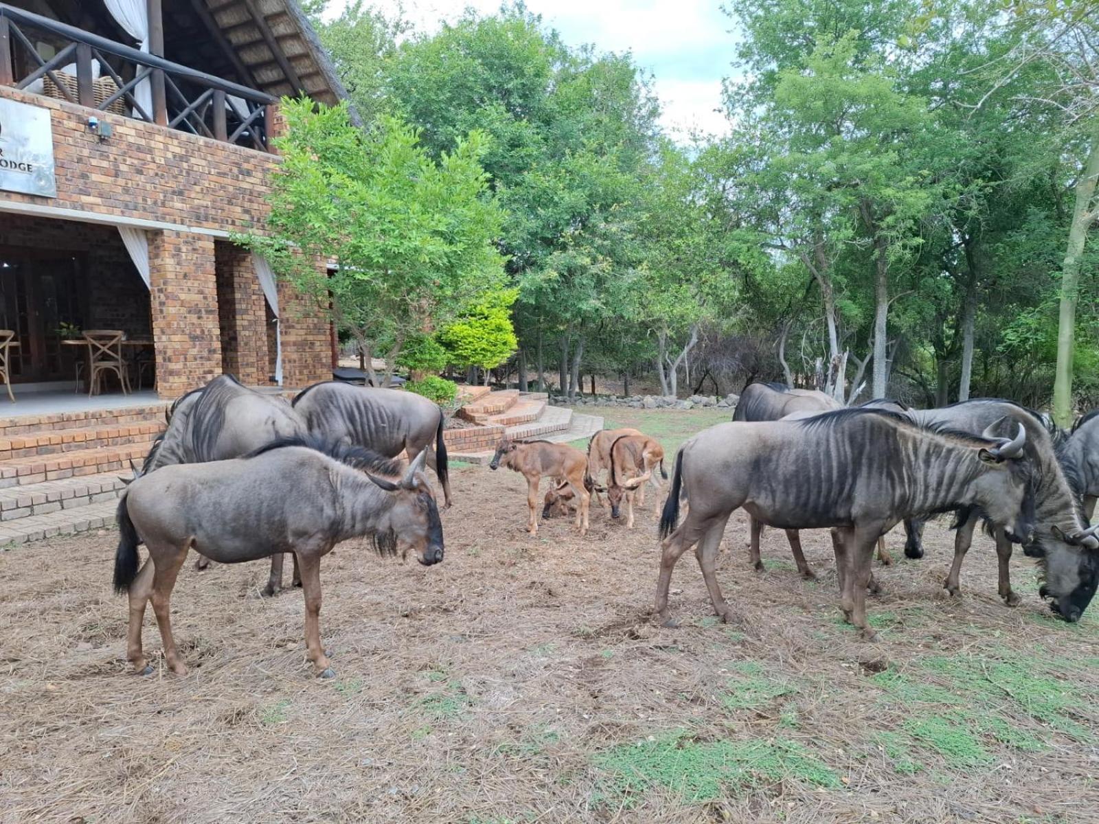 Kruger Riverside Lodge - No Load-Shedding Marloth Park Exterior photo