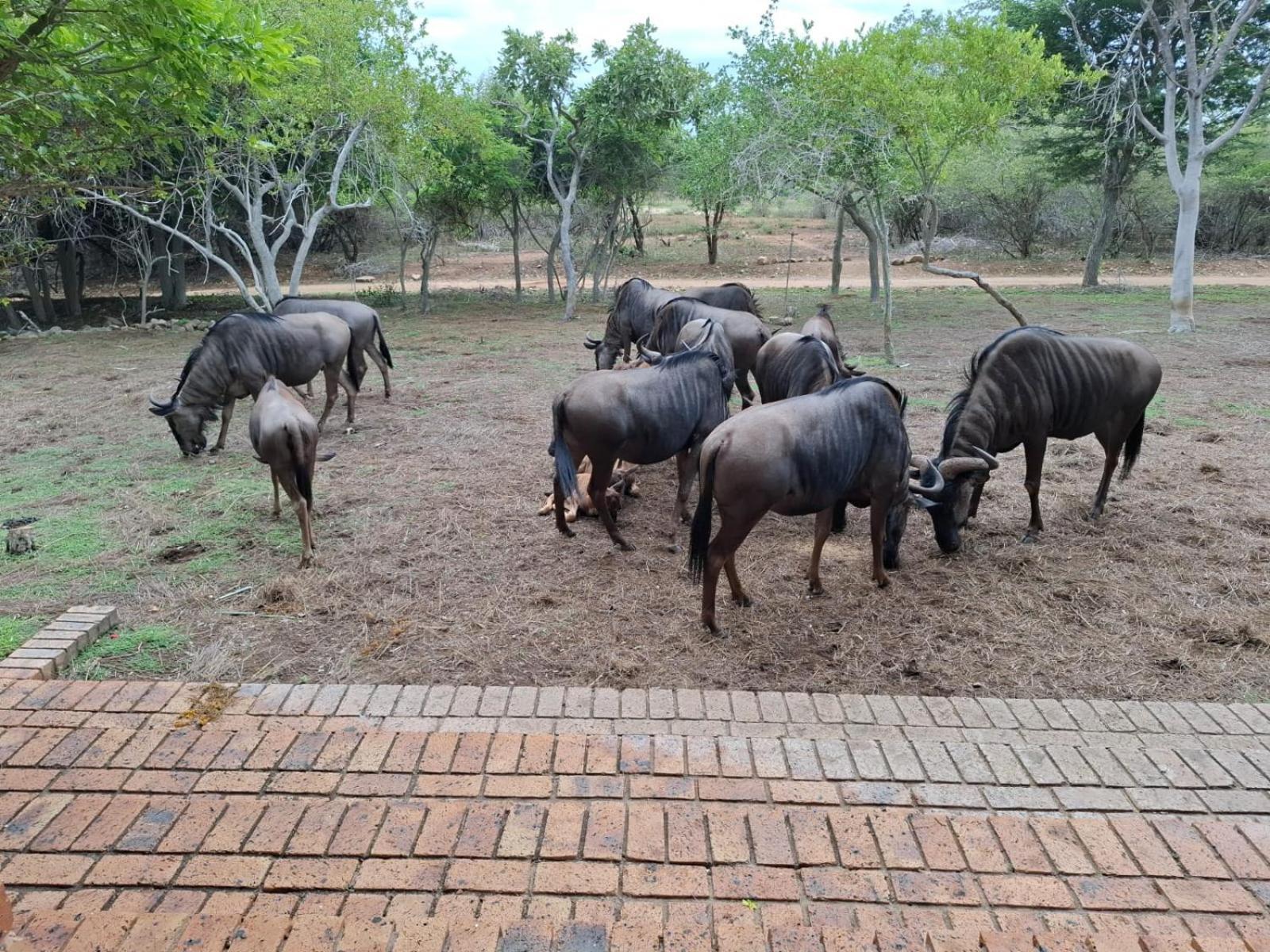 Kruger Riverside Lodge - No Load-Shedding Marloth Park Exterior photo