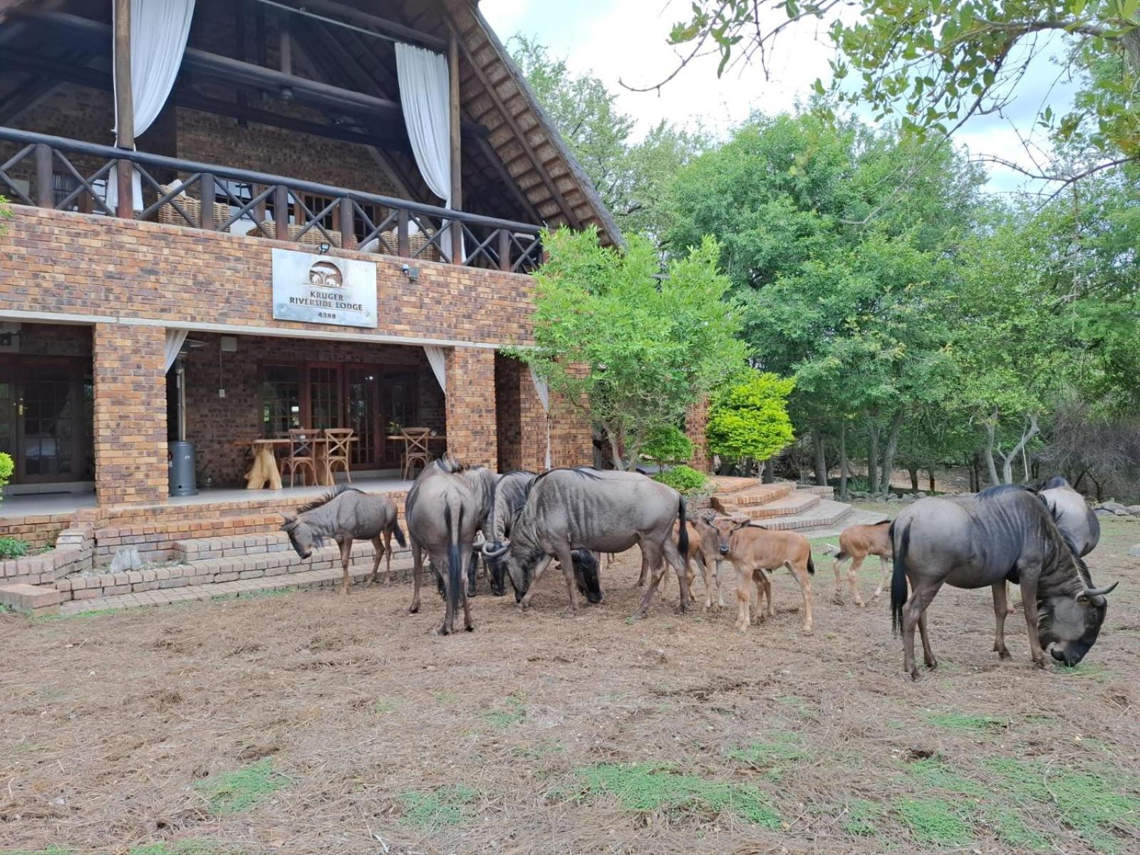 Kruger Riverside Lodge - No Load-Shedding Marloth Park Exterior photo
