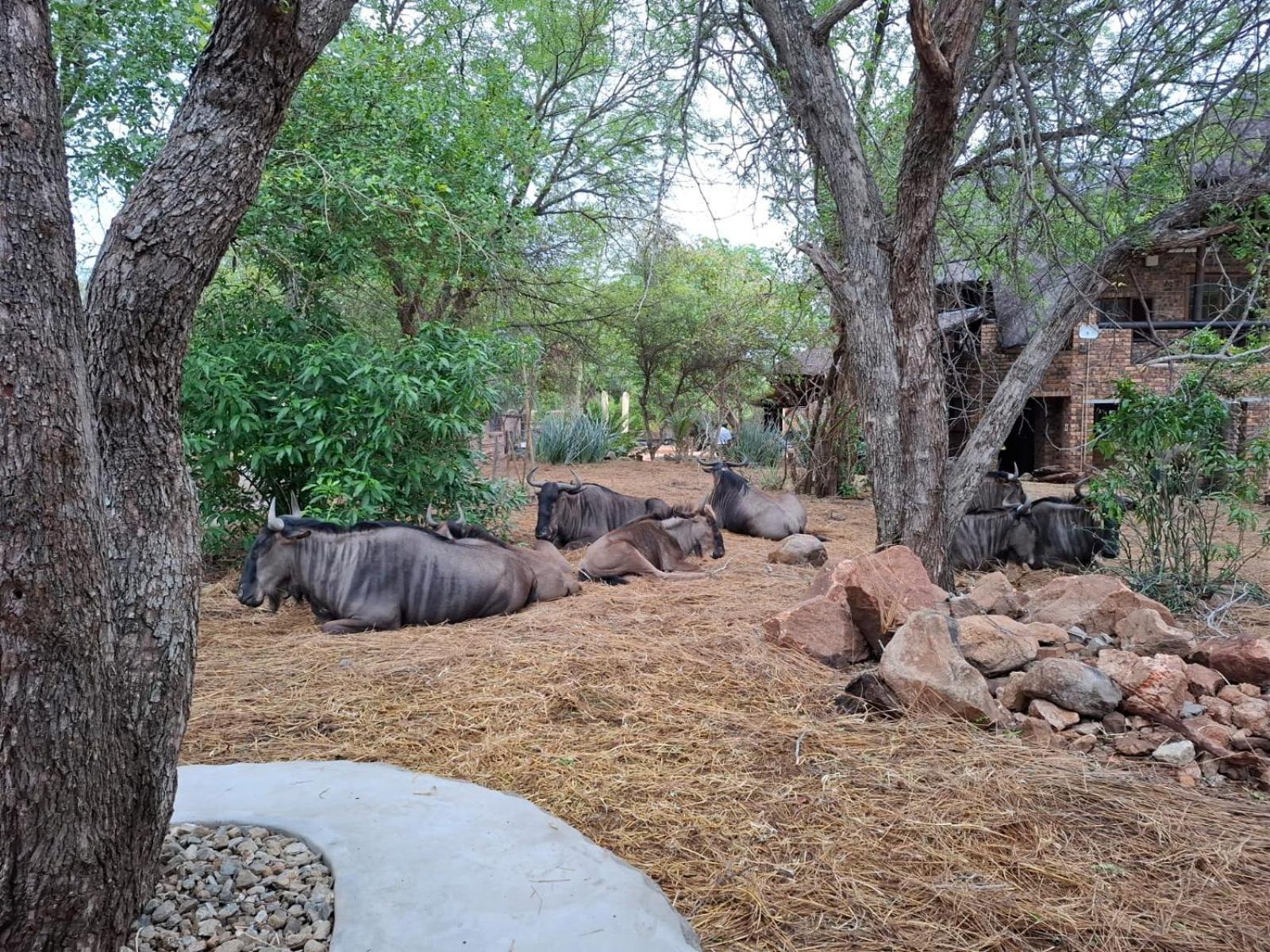 Kruger Riverside Lodge - No Load-Shedding Marloth Park Exterior photo