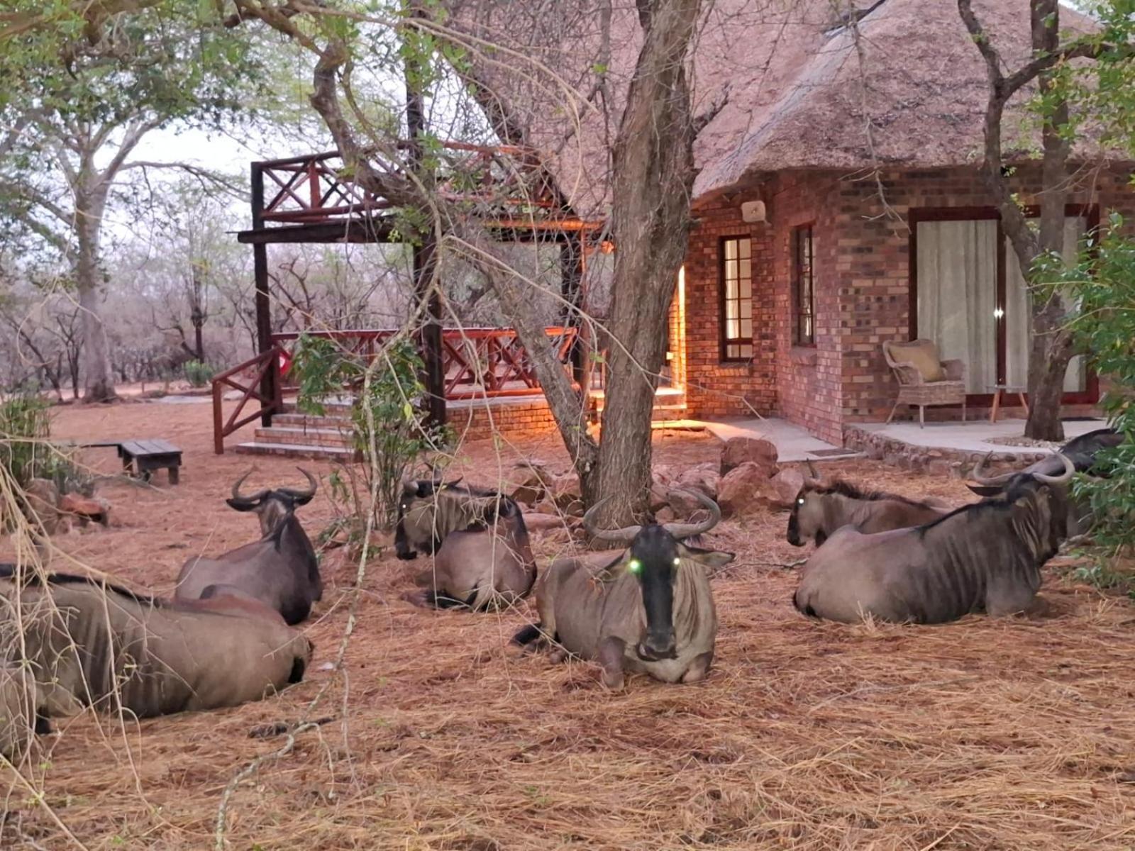 Kruger Riverside Lodge - No Load-Shedding Marloth Park Exterior photo