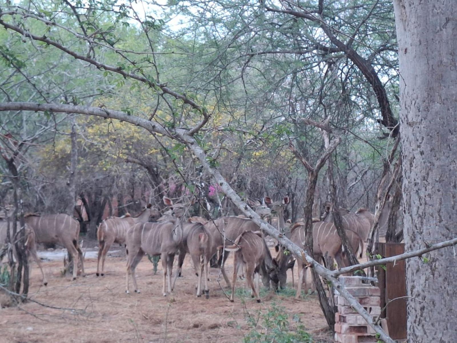 Kruger Riverside Lodge - No Load-Shedding Marloth Park Exterior photo