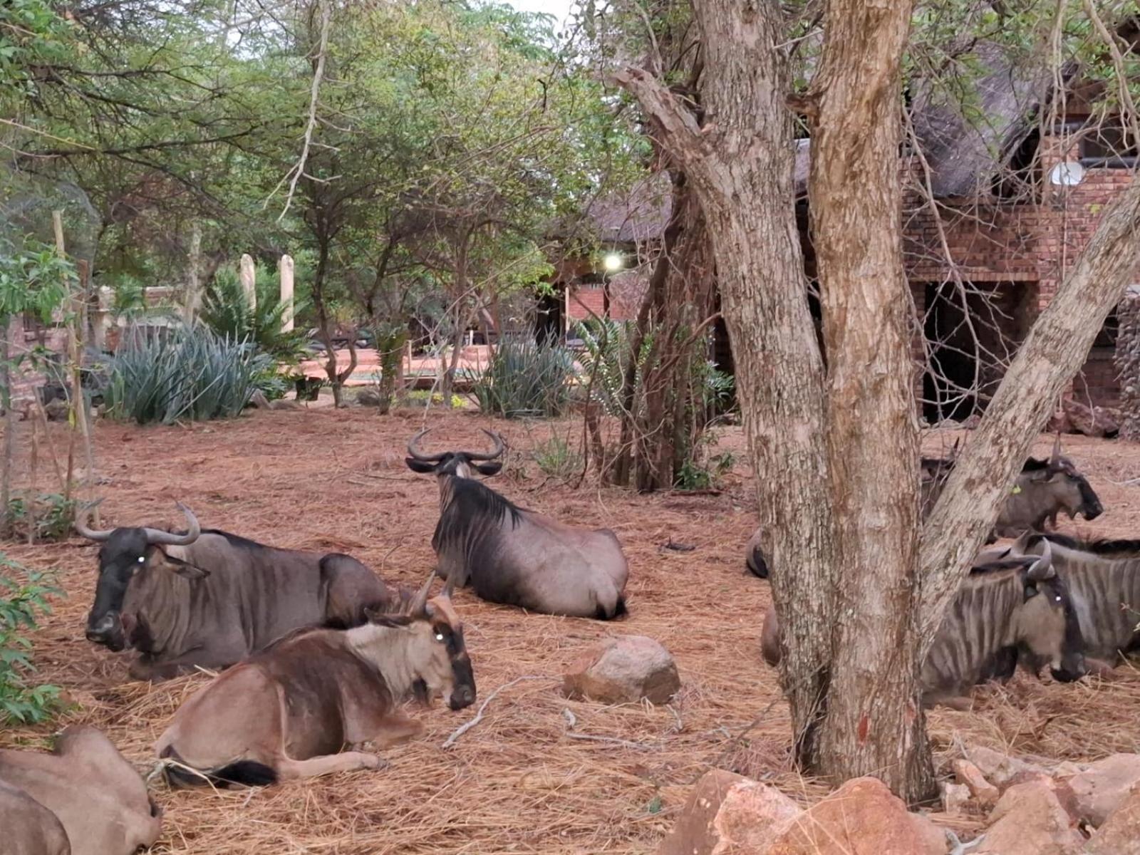 Kruger Riverside Lodge - No Load-Shedding Marloth Park Exterior photo